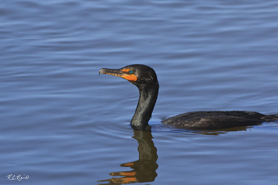 Ding Darling - Double Crested Cormorant Photograph by Ronald Reid