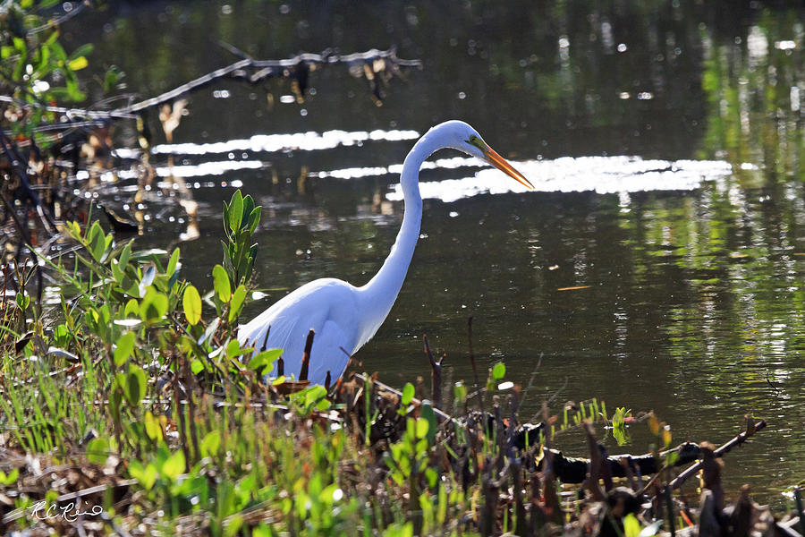 Ding Darling - Great Egret Photograph by Ronald Reid