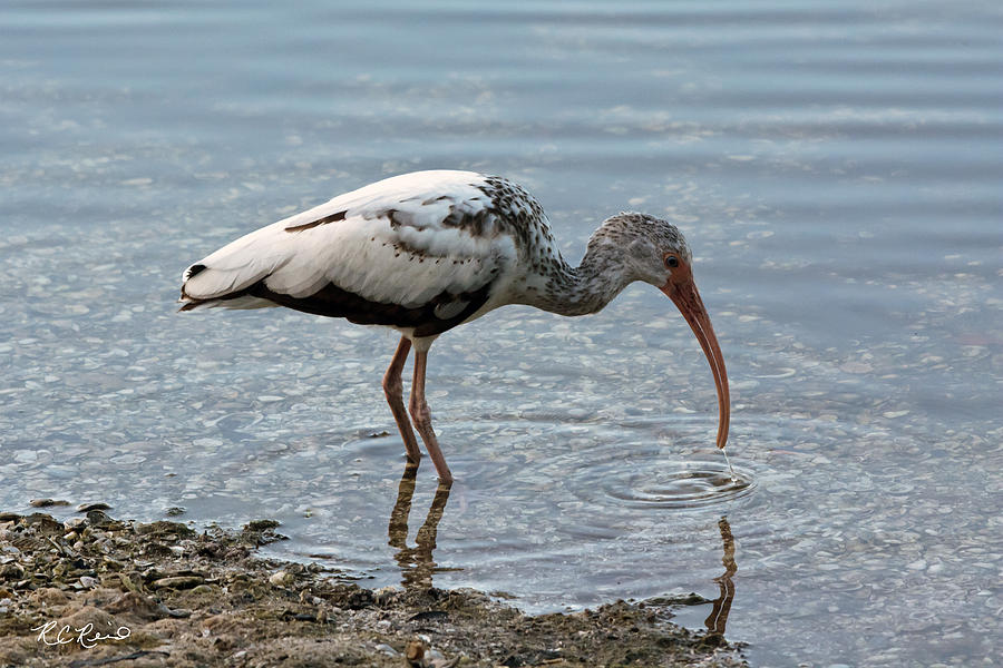 Ding Darling - Juvenile White Ibis Photograph by Ronald Reid