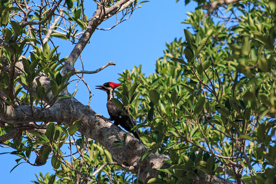 Ding Darling - Pileated WoodPecker Resting Photograph by Ronald Reid