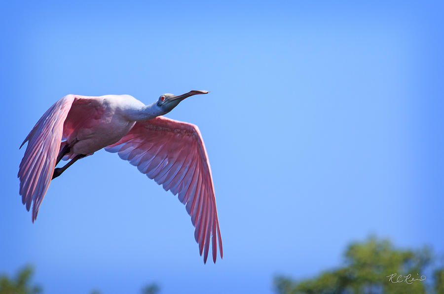 Ding Darling - Roseate Spoonbill - In Flight to Shallow Water Photograph by Ronald Reid