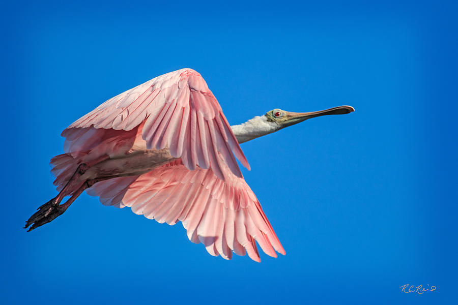 Ding Darling - Roseate Spoonbill - Taking Flight in Portrait Photograph by Ronald Reid