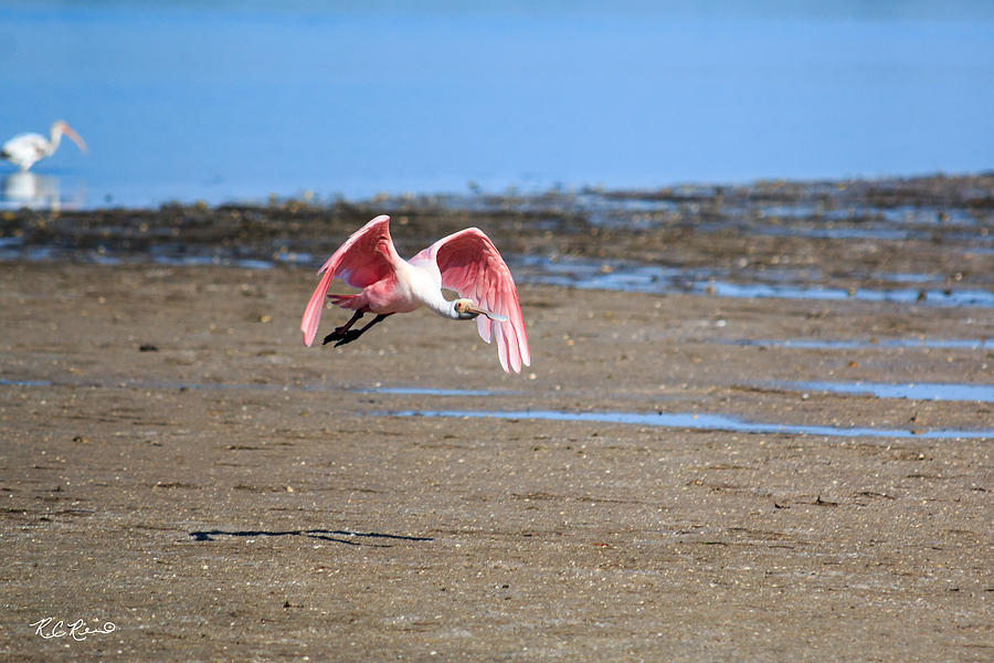 Ding Darling - Roseate Spoonbill - Taking Flight Photograph by Ronald Reid