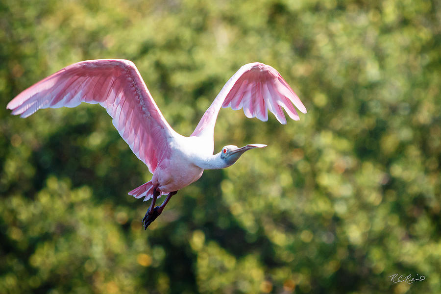 Ding Darling - Roseate Spoonbill - Wings High Photograph by Ronald Reid