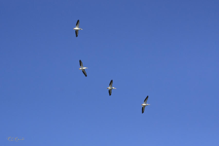 Ding Darling - White Pelicans in Flight Photograph by Ronald Reid