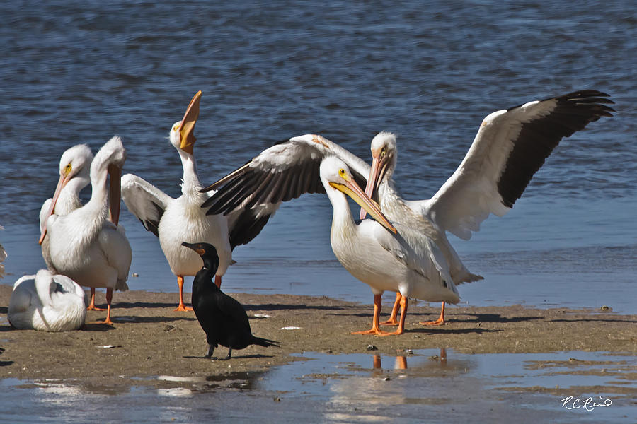 Ding Darling - White Pelicans Relaxing Photograph by Ronald Reid