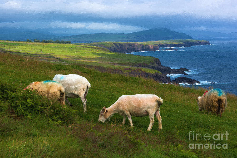 Dingle Ireland Photograph by Andrew Michael