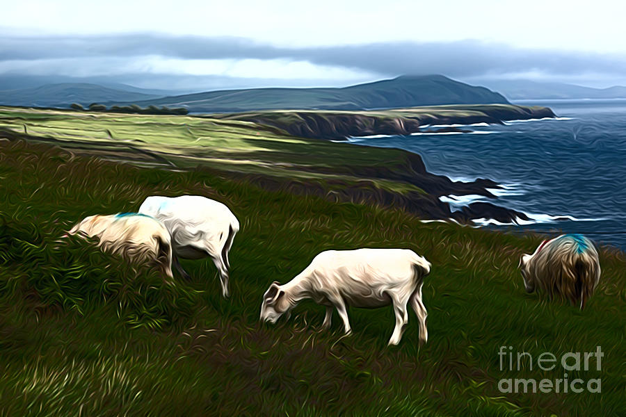 Dingle Sheep Photograph by Andrew Michael