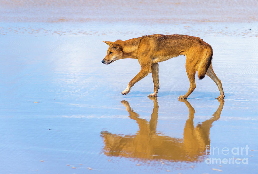 Dingo Photograph by Andrew Michael
