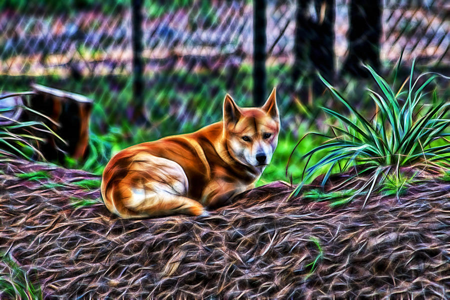 Dingo from Ozz Photograph by Miroslava Jurcik