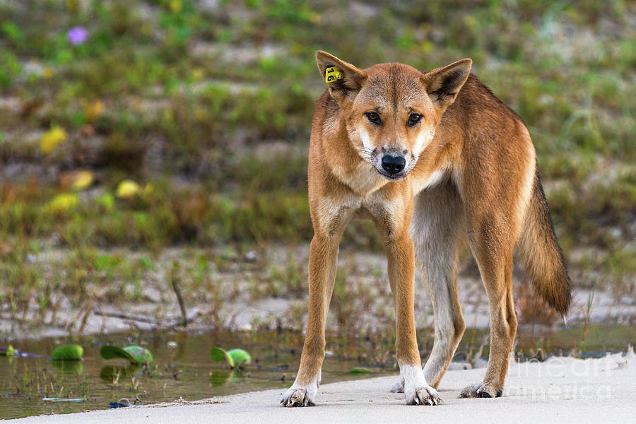 Dingo on 75 mile beach, Photograph by Andrew Michael
