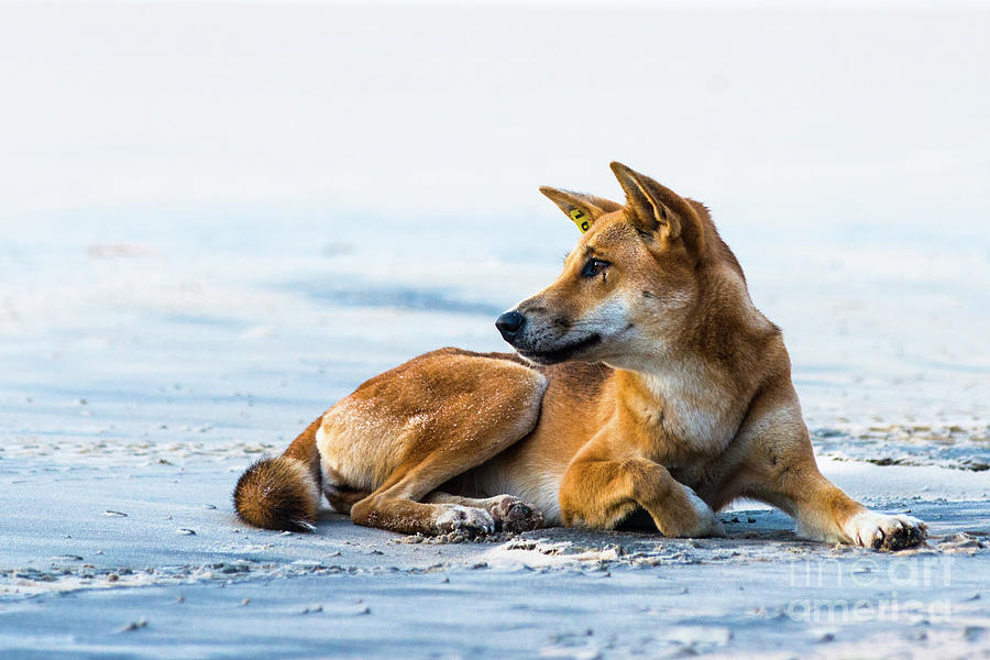 Dingo on Fraser Island beach Photograph by Andrew Michael