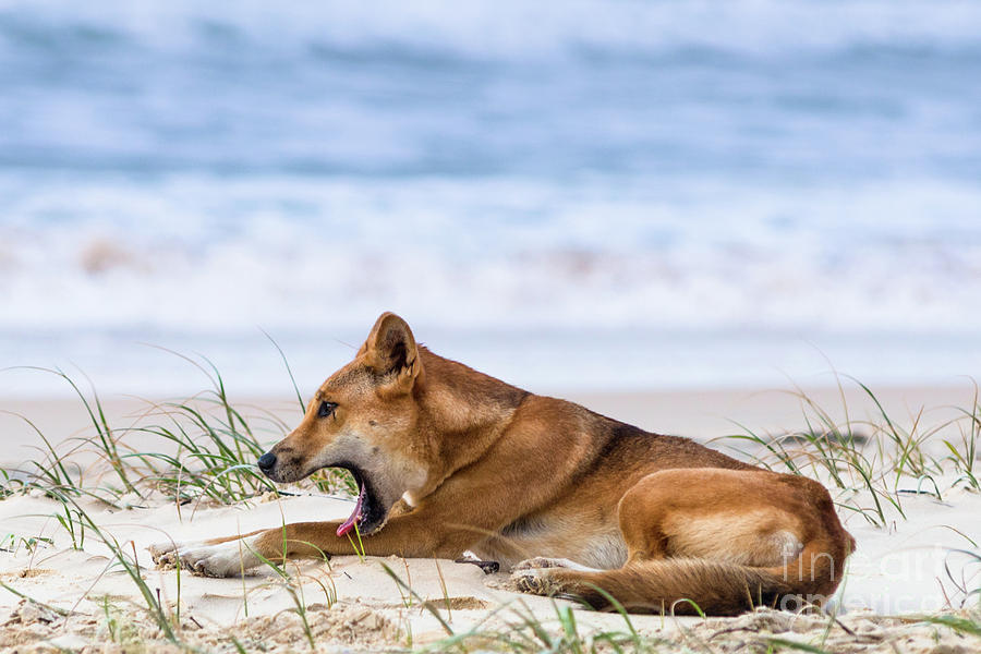 Dingo on seventy five mile beach Photograph by Andrew Michael