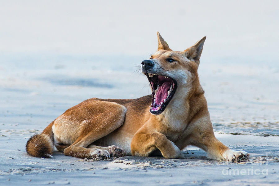 Dingo teeth Photograph by Andrew Michael