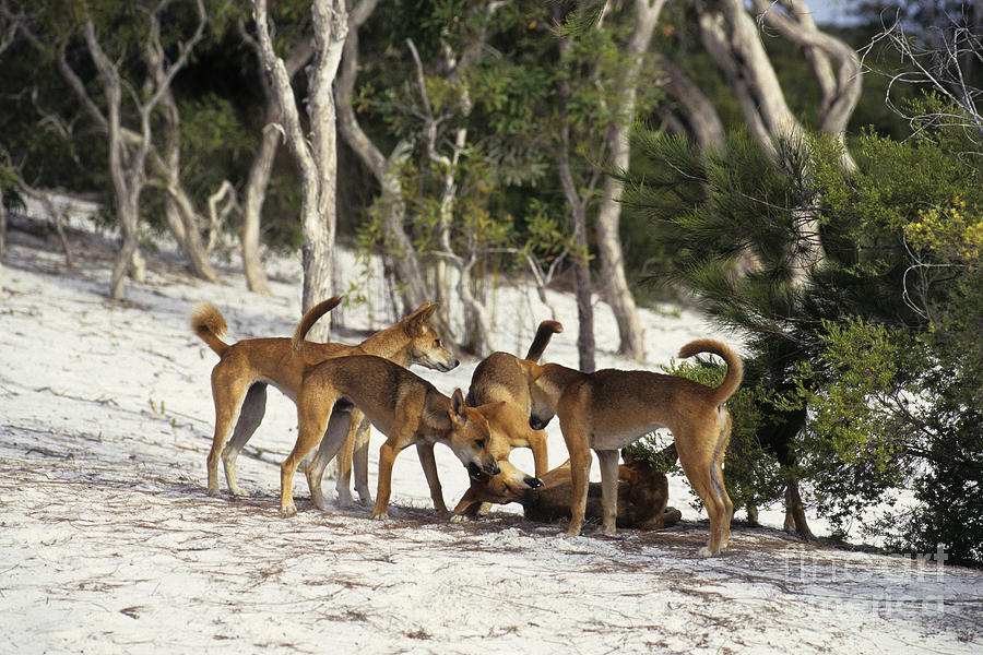 Dingos Defending Territory Photograph by Jean-Louis Klein & Marie-Luce Hubert