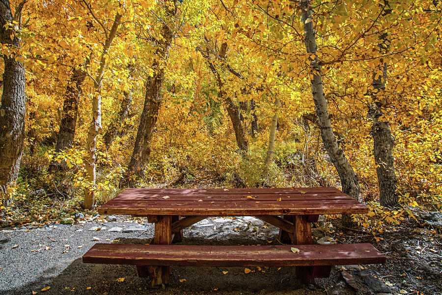 Dining in a Golden Forest Photograph by Lynn Bauer
