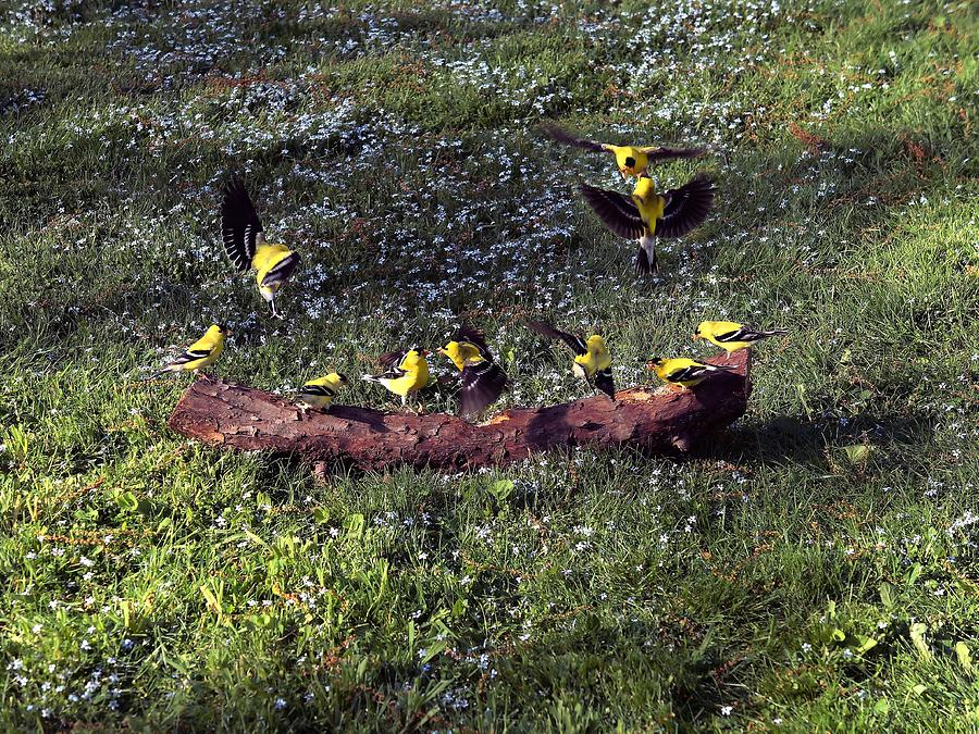 Canary Photograph - Goldfinch Convention by Nick Kloepping