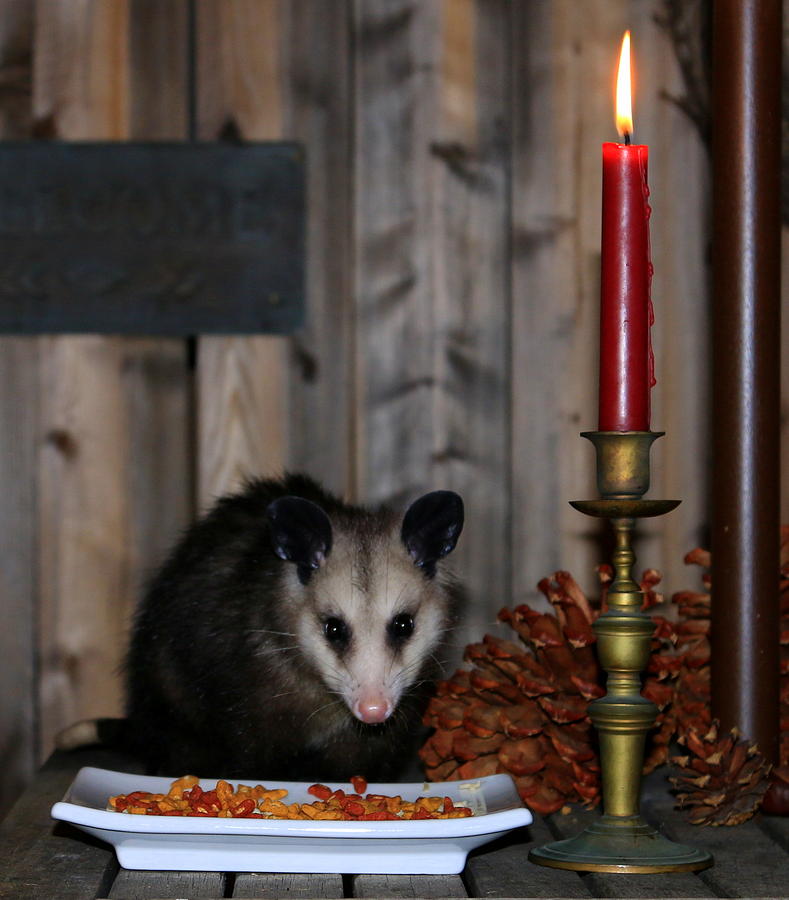 Opossum Photograph - Dining Possums II by Ron Romanosky