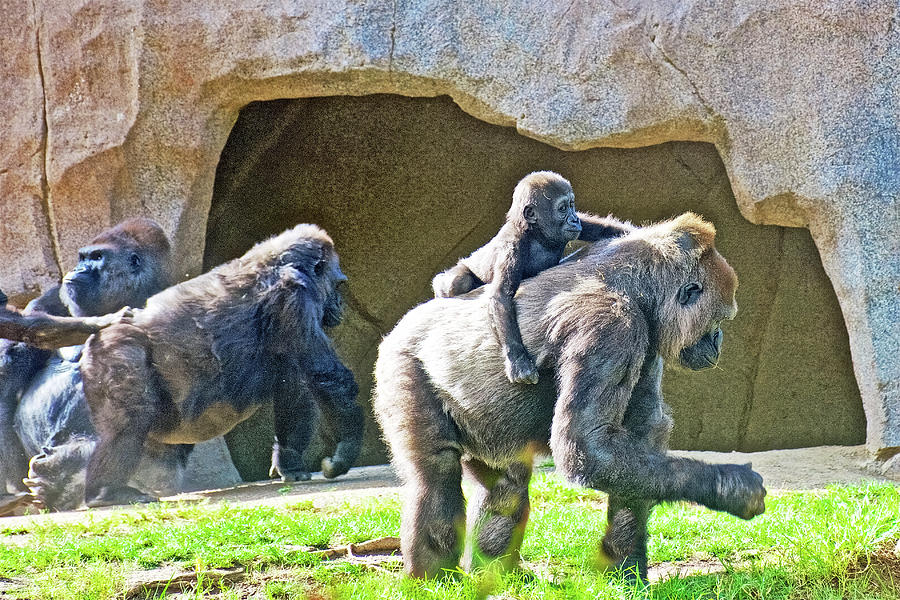Dinner Bell for Gorillas in San Diego Zoo Safari Park near Escondidio, California  Photograph by Ruth Hager