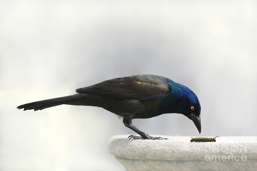 Blackbird Photograph - Dinner Fit for a Monarch by Jan Piller