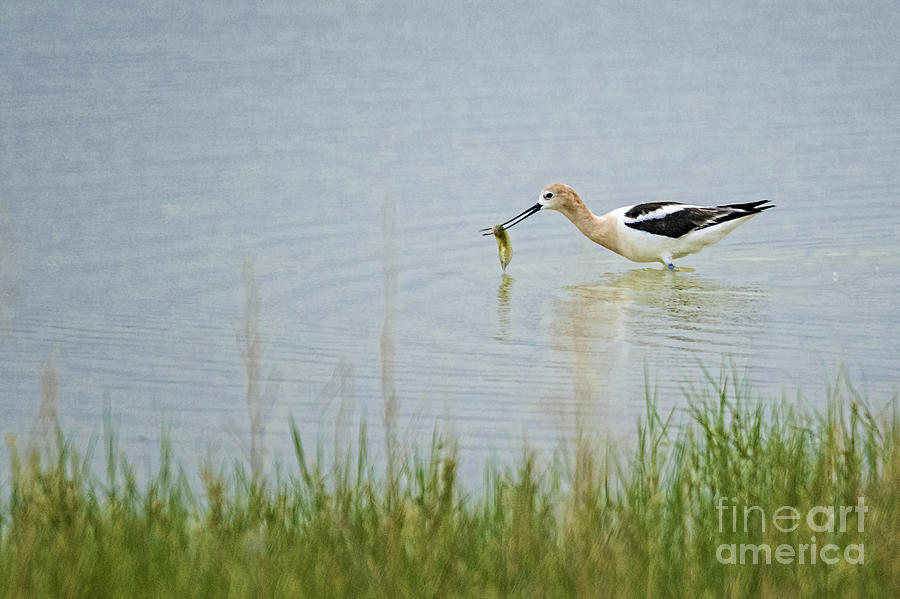 Dinner For American Avocet Photograph by Priscilla Burgers