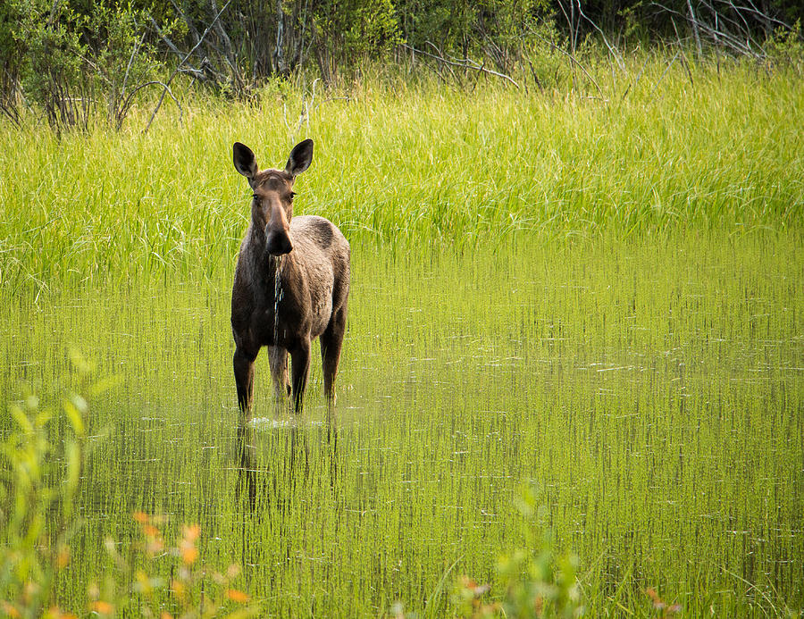 Moose Photograph - Grazing In Greenery by Edie Ann Mendenhall