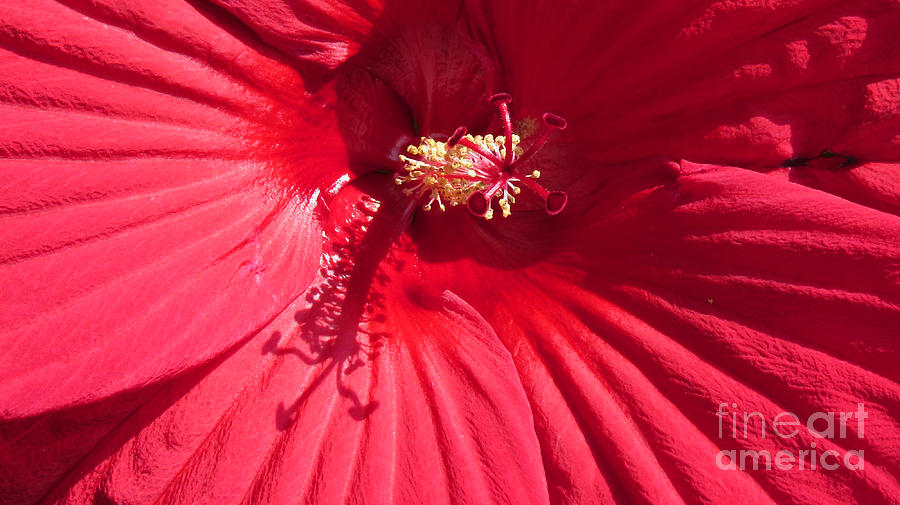 Hibiscus Bloom Photograph - Dinner Plate Hibiscus Bloom by Stephanie Forrer-Harbridge