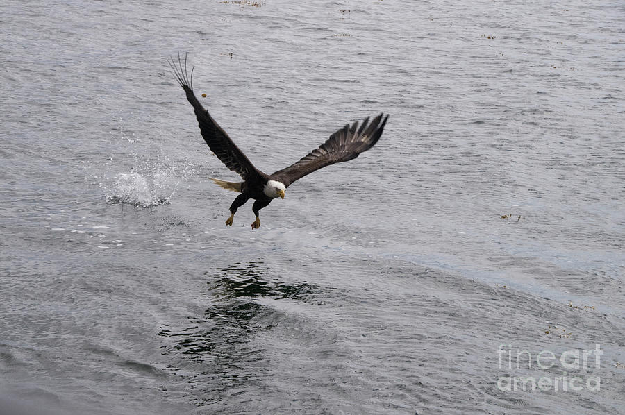 Dinner? Prince Rupert Eagle  Photograph by Louise Magno