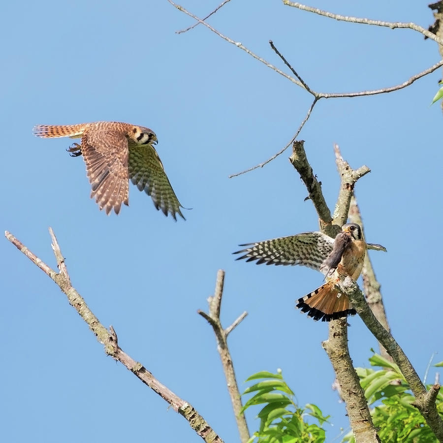 Dinner Time For The Kestrels square Photograph by Bill Wakeley