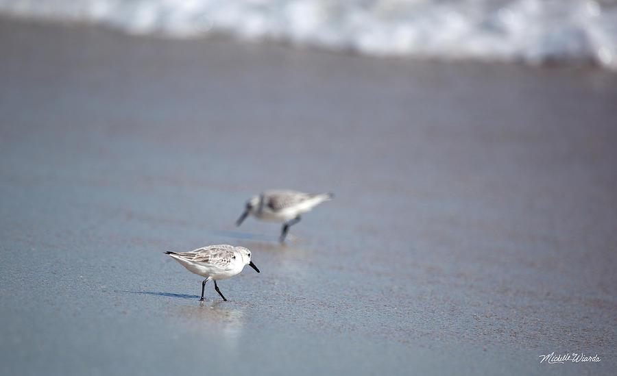 Bird Photograph - Dinner Time Sandpipers Feeding Delray Beach Florida by Michelle Constantine