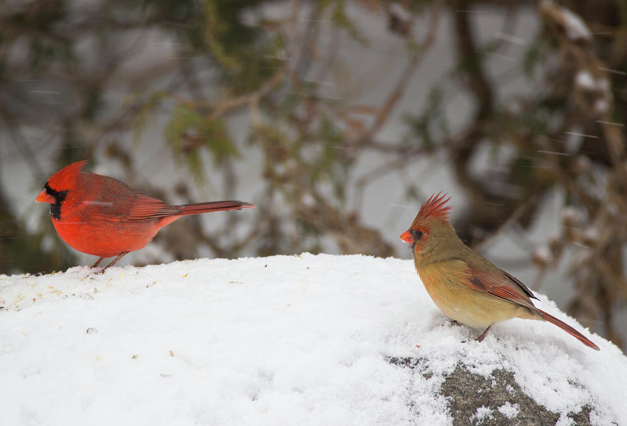Cardinal Photograph - Dinning Out - Northern Cardinals - Cardinalis cardinalis by Spencer Bush