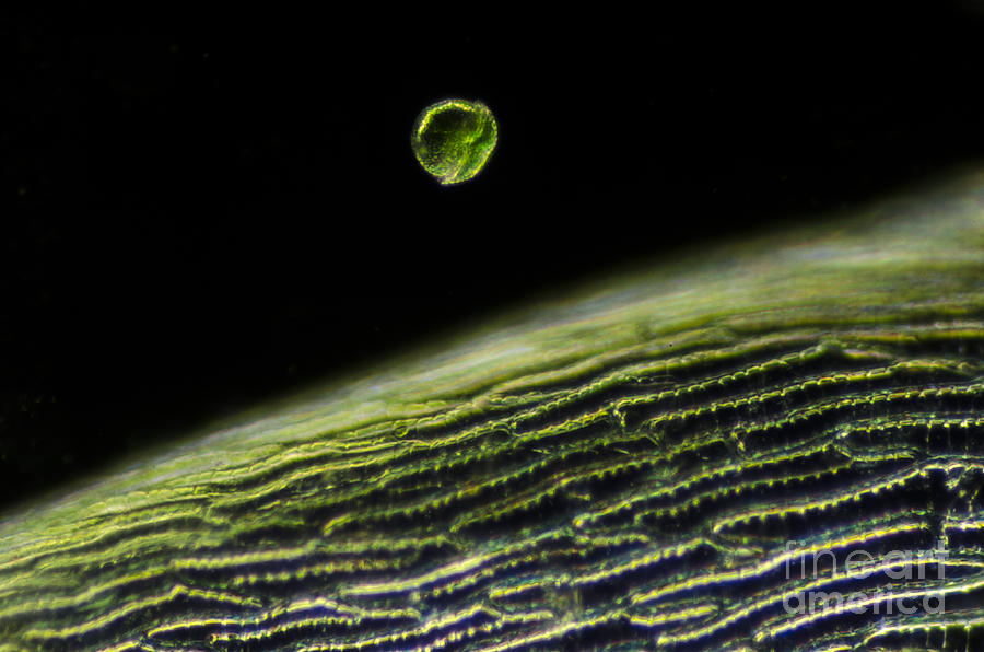 Dinoflagellate Peridinium Sp., Lm Photograph by Ruben Duro and BioMEDIA ASSOCIATES LLC