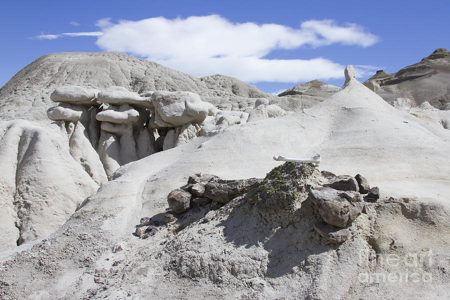 dinosaur bones argentina