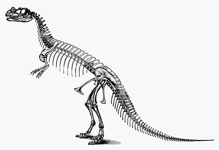 ceratosaurus dinosaur