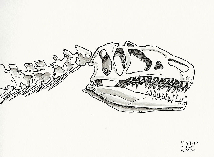Dinosaur Skull Drawing by Matt Stevenson