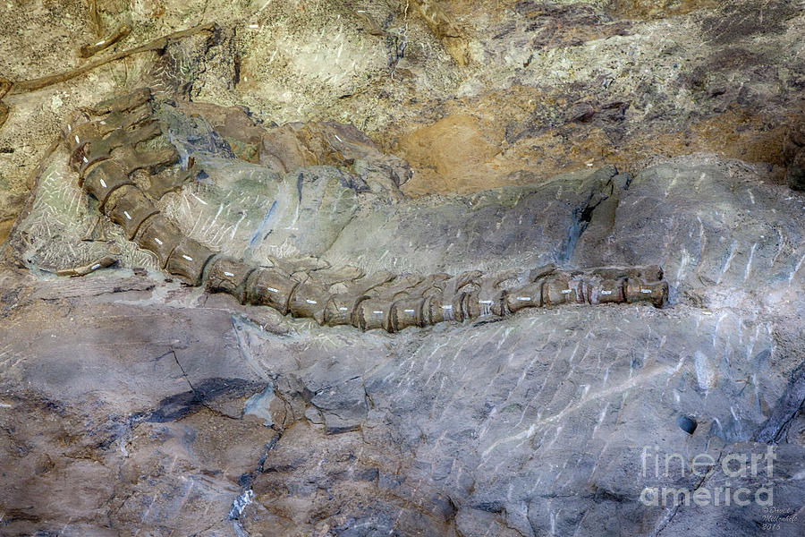 Dinosaur Spine Photograph by David Millenheft