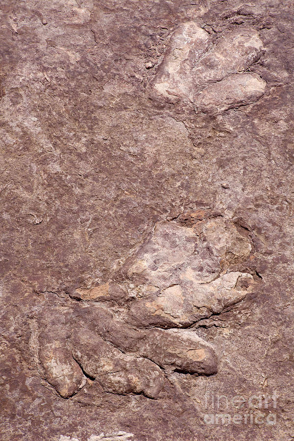 Dinosaur tracks in sandstone Page Arizona USA Photograph by Anthony Totah