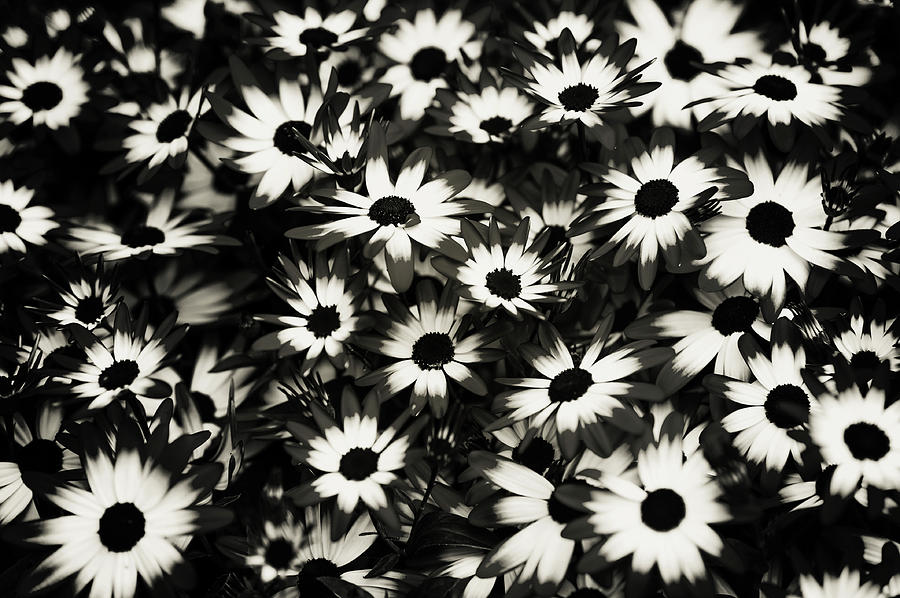 Dip Dyed Daisies. Black and White Photograph by Jenny Rainbow