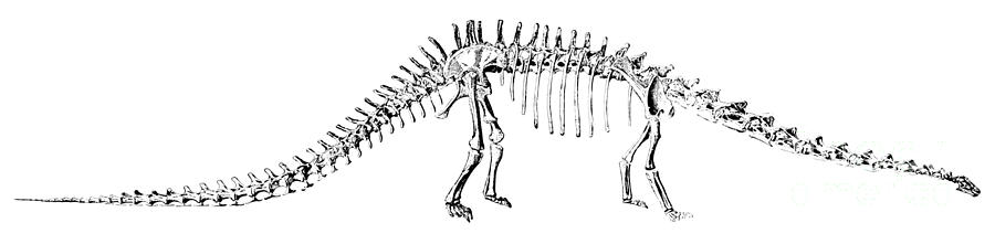 Prehistoric Photograph - Diplodocus Carnegii by Science Source