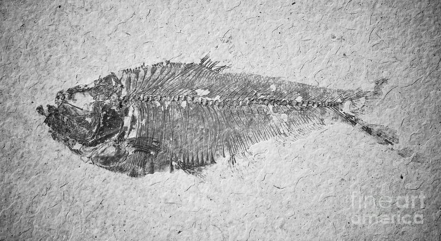 Diplomystus Fossil Fish Macro from Green River Formation Wyoming Black and White Photograph by Shawn OBrien