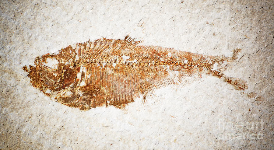 Diplomystus Fossil Fish Macro from Green River Formation Wyoming Diffuse Glow Digital Art Photograph by Shawn OBrien