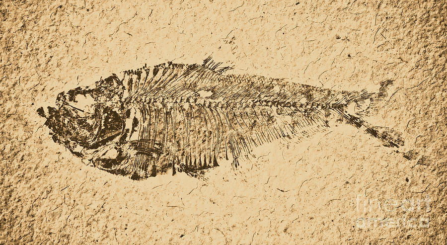 Diplomystus Fossil Fish Macro from Green River Formation Wyoming Rustic Digital Art Photograph by Shawn OBrien