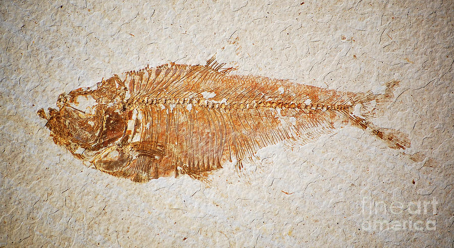 Diplomystus Fossil Fish Macro from Green River Formation Wyoming Photograph by Shawn OBrien