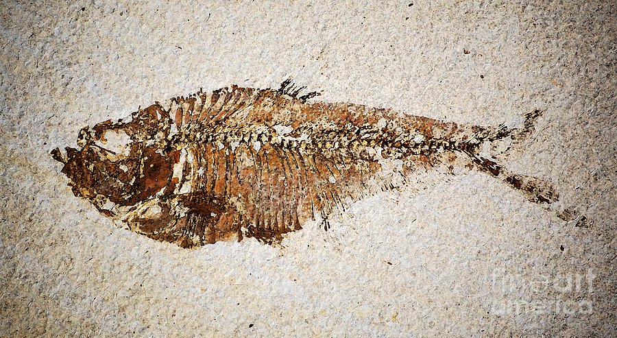 Diplomystus Fossil Fish Macro from Green River Formation Wyoming Watercolor Digital Art Photograph by Shawn OBrien