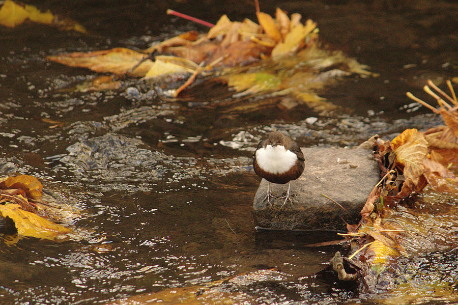Dipper In Autumn River Photograph by Adrian Wale