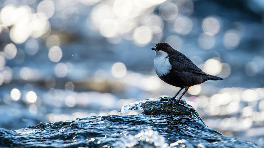 Dipper on Ice Photograph by Torbjorn Swenelius