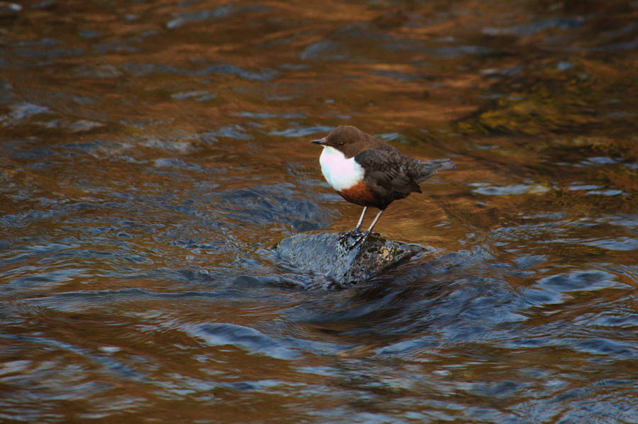 Dipper On Rock Photograph by Adrian Wale