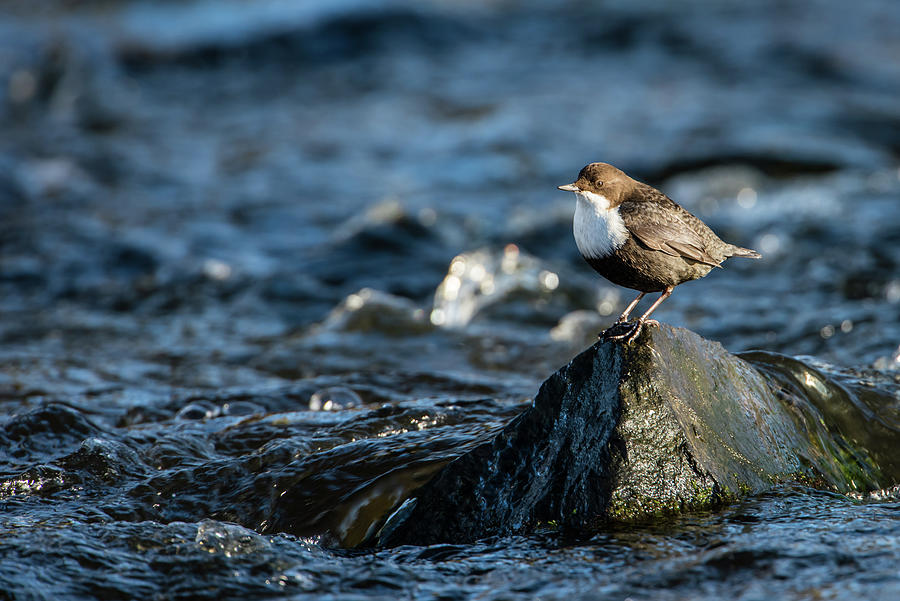 Dipper on the rock Photograph by Torbjorn Swenelius