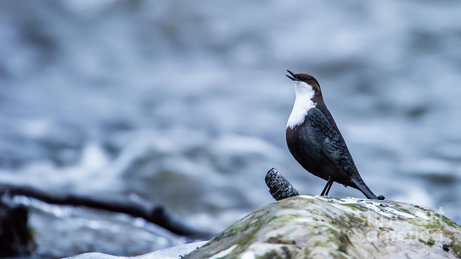 Dippers Call Photograph by Torbjorn Swenelius