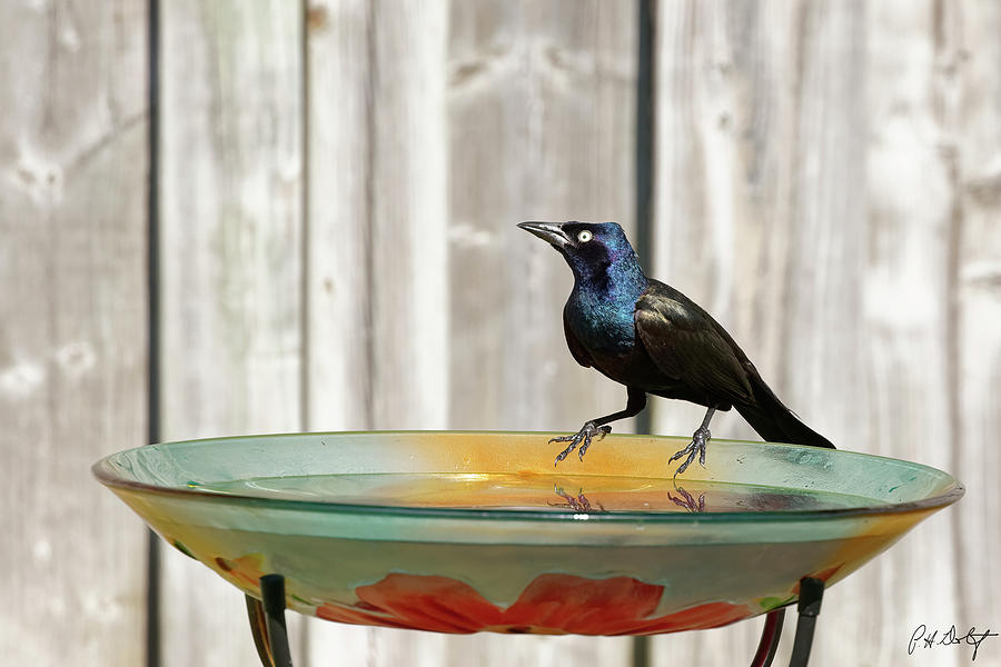 Bird Bath Photograph - Dipping His Toe In by Phill Doherty